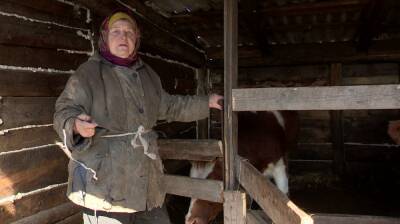 Воронежская пенсионерка избежала наказания за кормление коров коноплёй