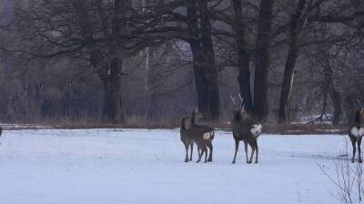 В заповеднике под Воронежем снизилось количество пятнистых оленей