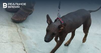 Илья Зуев: при отлове собак в Челнах в декабре — январе не пострадало ни одно животное