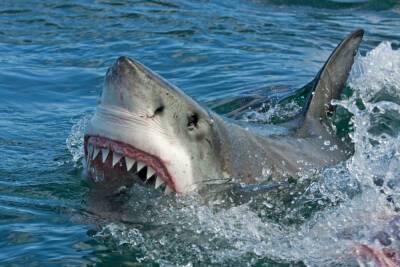 Власти Австралии ищут акулу, которая накануне убила человека