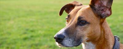 Animal Cognition: собаки могут узнать своего хозяина только по голосу