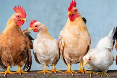В Индии забьют более 25 тыс. домашних птиц из-за вспышки птичьего гриппа
