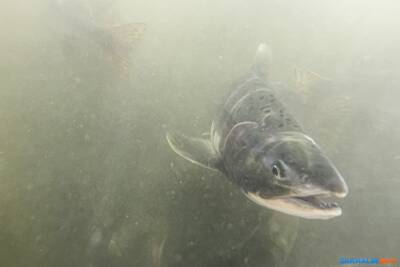 Планы на вылов сахалинских лососей обсудили на Сахалине без лишних ушей