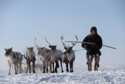 Первый международный чемпионат по оленеводству пройдет в Якутии в 2023 году