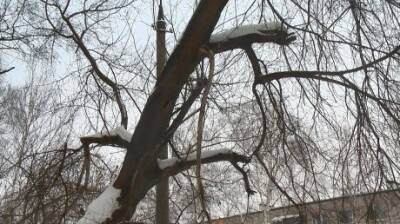 На проспекте Победы старые деревья угрожают безопасности людей - penzainform.ru