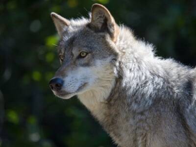 Волки вновь взяты под охрану в большинстве штатов США