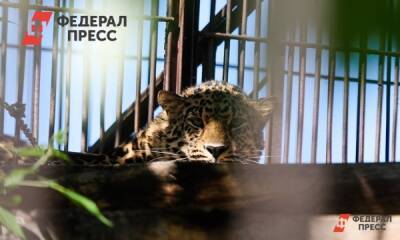 Москвичи дали имя приморской леопардессе