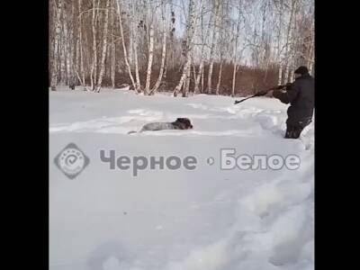 Снимали всё на видео: южноуральцы расстреляли собаку из ружья