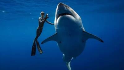 Впервые за 60 лет в Сиднее белая акула напала на человека