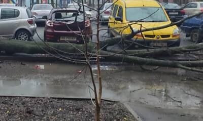 В Харькове возле магазина на тротуар рухнуло дерево, кадры: рядом были люди