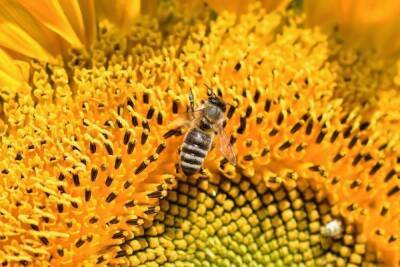 Дикие медоносные пчелы все еще живут в Европе