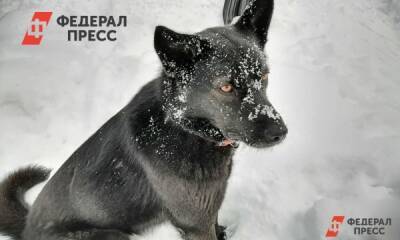 Челябинский министр предложил регулировать стаи собак сокращением их численности