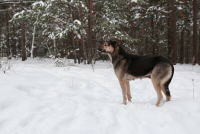 В Челябинской области СК подключился к проверке очередного случая агрессии бездомных собак