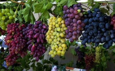 Узбекистан и Россия совместно выведут новые сорта винограда
