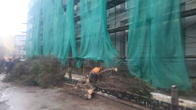 В Рязани срубили последнюю голубую ель перед зданием ФСО