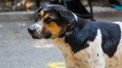 В Магнитогорске бродячая собака кинулась на четырехлетнего ребенка
