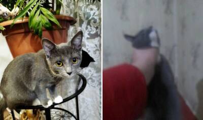 «Это кошмар!» В Карелии живодер на камеру душил кошку, которую взял из приюта. Узнали подробности этой жуткой истории