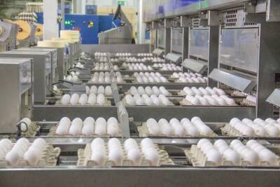 В 2021 году в Рязанской области произведён миллиард куриных яиц