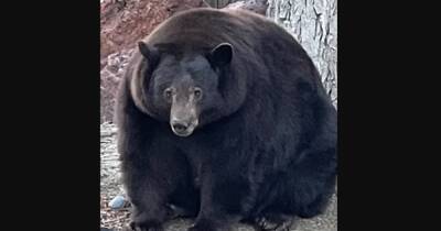 В Калифорнии медведь Йоги ломает домовладения местных жителей и мешает им отдыхать (видео)
