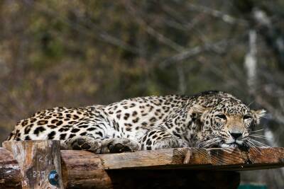 Ученые объяснили причины появления диких леопардов на Северном Кавказе