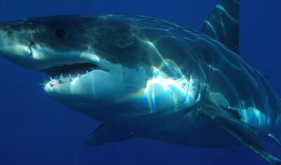 В Австралии белая акула убила пловца
