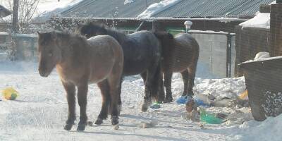 В Якутске появится штрафстоянка для лошадей