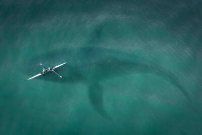 Ученые обнаружили редкую акулу-призрак (Фото)