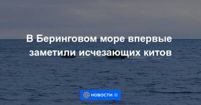 Анна Лысенко - В Беринговом море впервые заметили исчезающих китов - news.mail.ru - Россия - Китай - Южная Корея - США - Япония - шт.Аляска