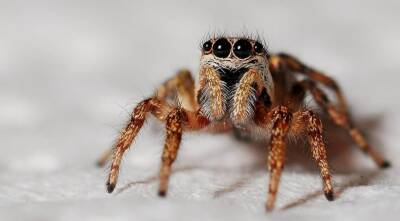 Ученые выяснили невероятный факт о пауках и мира