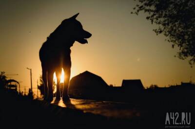 «Все животные отлавливаются гуманным способом»: власти кузбасского города прокомментировали отстрел собак