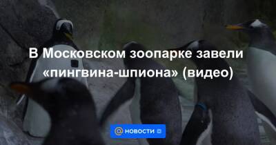 В Московском зоопарке завели «пингвина-шпиона» (видео)