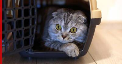 Кошка-путешественница: как перевозить питомца без стресса