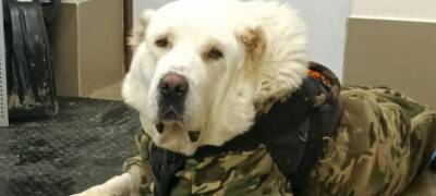 В Карелии волонтеры поставили на ноги собаку, которую бросили умирать люди (ВИДЕО)