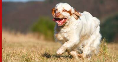 Королевские особы: 6 редких пород собак из Британии и Ирландии
