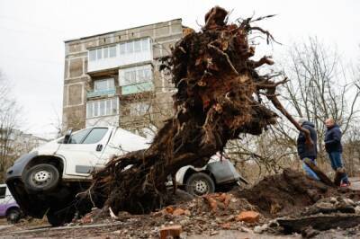 Шторм в Калининграде повалил около 20 деревьев