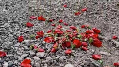 Горы мусора и вырванные цветы: израильтяне поехали посмотреть на цветение анемонов - видео