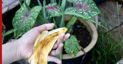 Тропическая нотка: 4 способа подкормки растений банановой кожурой