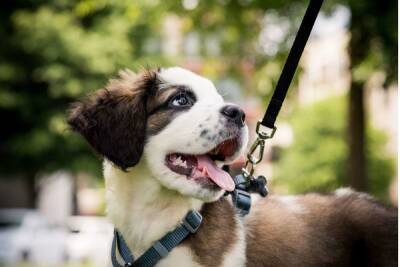 Новое пространство для выгула собак появится в Пушкине в 2022 году