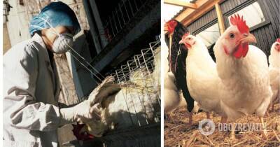 Птичий грипп чем опасен – в Нидерландах на ферме произошла вспышка птичьего гриппа