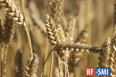 Мировые цены на пшеницу стремительно падают