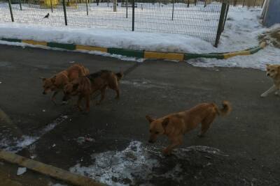 В Оренбурге на бездомных собак потратят пять миллионов