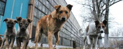 РКФ: Обязательная регистрация поможет решить проблему бездомных собак