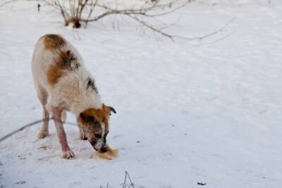 Астраханцы возмущены нападениями собак