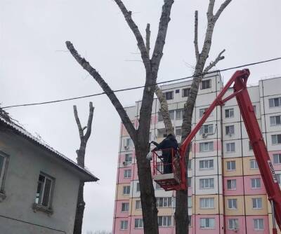 В Ульяновске за прошлый год спилили порядка четырёх тысяч аварийных деревьев