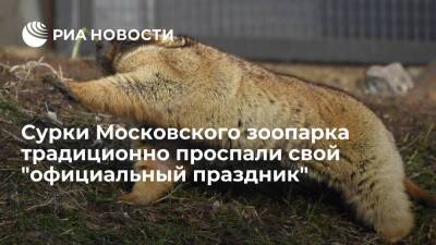 Сурки из Московского зоопарка традиционно проспали свой "официальный праздник" День сурка