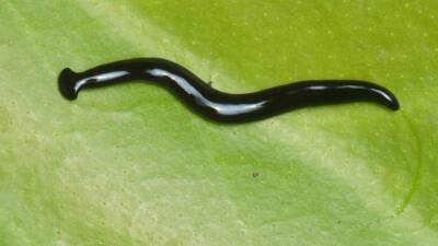 Новый вид хищных червей назвали в честь пандемии COVID