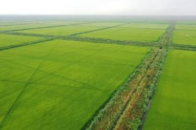 Площади рисовых полей в Дагестане увеличились почти на 9 тыс. га