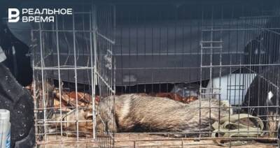В селе Тукаевского района установили карантин по бешенству животных