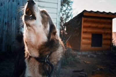 Бешеная собака покусала хозяйку в Рязанской области