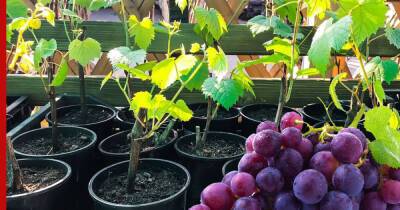 Зимний способ проращивания черенков винограда сэкономит целый год